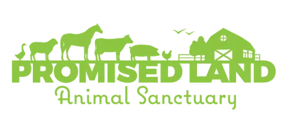 Free Donation Forms for Nonprofits PLAS