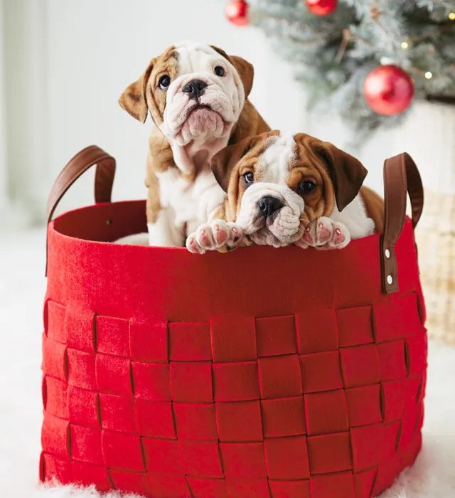 Idées de collecte de fonds pour Noël - photos de chiens